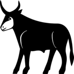 Bull-Cattle