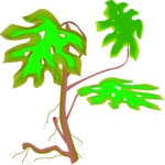 Tree - Tropical 2