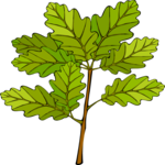 Leaves 69
