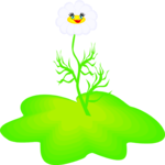 Camomile 1