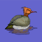Duck 26