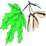 Leaf 111