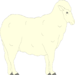 Sheep 05