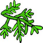 Leaves 71