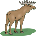 Moose 13