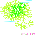 Riccia Fluitans