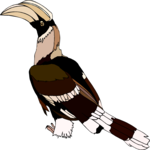 Hornbill 6