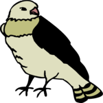 Bird 024