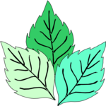 Leaves 28