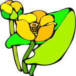 Water Lily 4