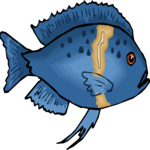 Cichlid - African