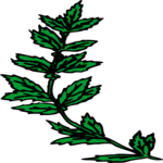 Leaves 62