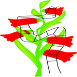 Gladiolas 2