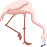 Flamingo 07