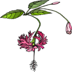 Flower 317