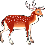 Deer - Spotted