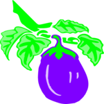 Eggplant 08