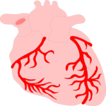 Heart 3