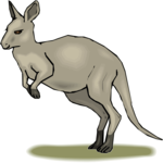 Kangaroo 13