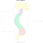 Chart - Spine