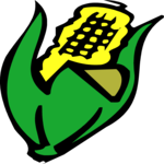 Corn 11