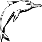 Dolphin 20