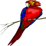 Parrot 14