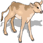 Calf 4