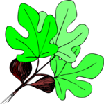Plant 080