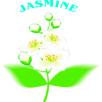 Jasmine 2