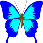 Butterfly 005