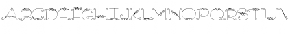 CK Roses Regular Font